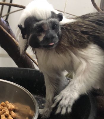 犯人はシャル