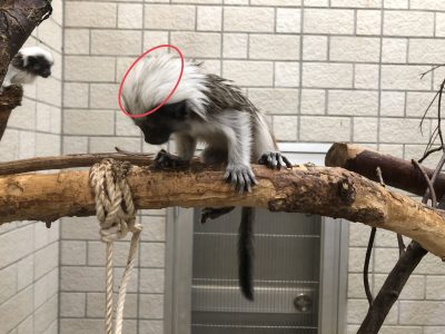 頭の線