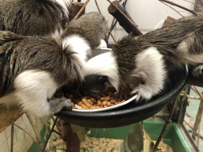 ワタボウシまっしぐら