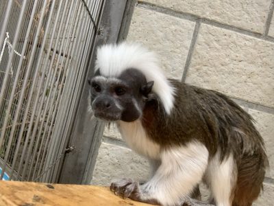 ワタボウシタマリン