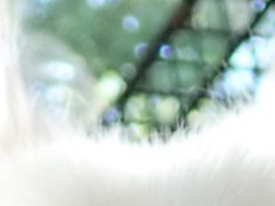 ワタボウシ4