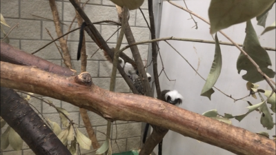 奥の方の２頭が何かしているようですその2