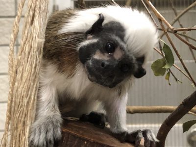 シャル