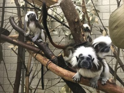 ワタボウシタマリン