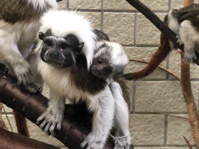 赤ちゃんとシーちゃん