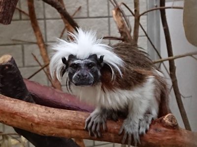 ワタボウシタマリン