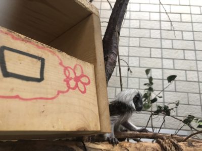 大きさの比較