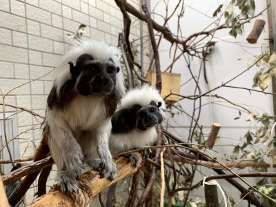 ワタボウシタマリン3