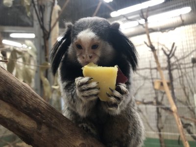 おイモとショコラ
