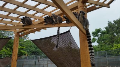 屋根で雨宿り