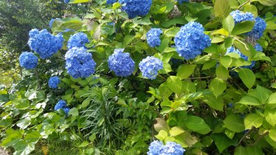 紫陽花