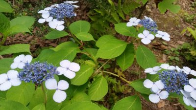 小さな紫陽花の唄