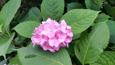 ピンク紫陽花
