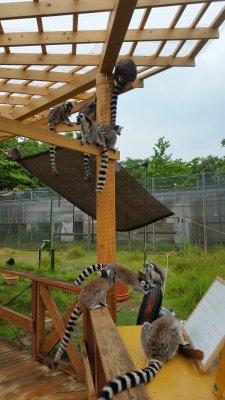 雨宿りワオキツネザル