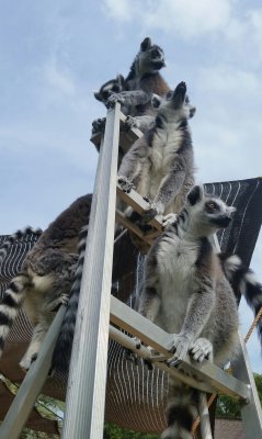 三脚に座るワオキツネザル