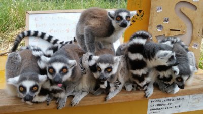 ライラック入れるの