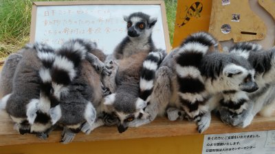 あぶれるライラック