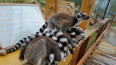 ライラック頑張る