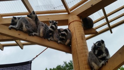 ワオ雨宿り