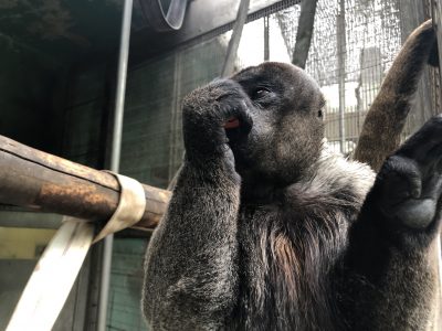 ウーリーモンキー2