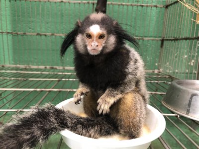 皿の上にクロミミマーモセットが乗っています