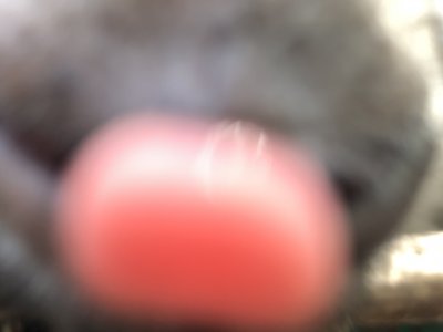 舐めるキアヌ
