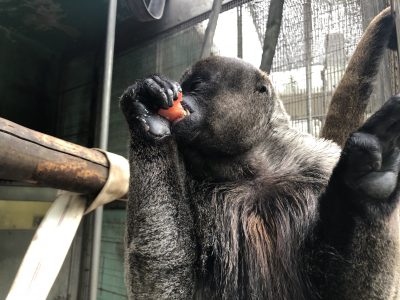 ウーリーモンキー1