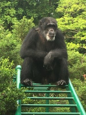 今月ニシゴリラ推し ゴリラはこっちです 飼育の部屋