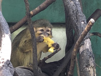 スイカみたいに食べる