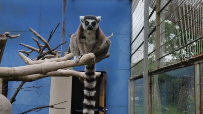 ミツオバオバブの上