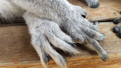 手と足だよ