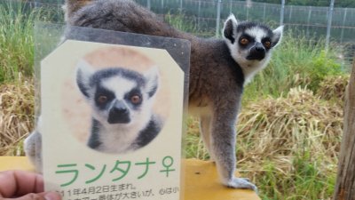 ランタナ