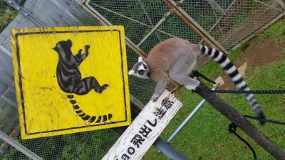 ラベンダ