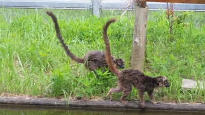 ブラウンキツネザル