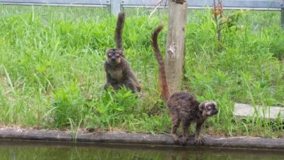 ボールと一緒に