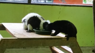 ムーンも一緒に