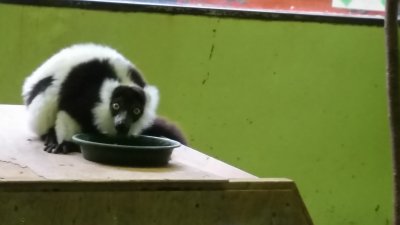 オレガノ