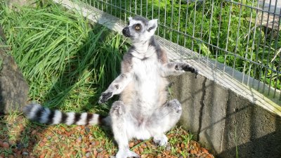 ウメキチ