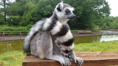 チェリーウトウト