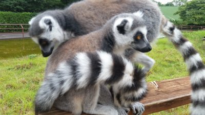 ちょっと失礼チェリー