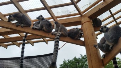 屋根下でまったり