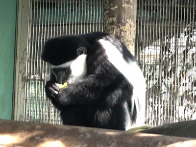 自分の食べた後にイイチコ（妹）から強奪したキュウリを食べるイロハ
