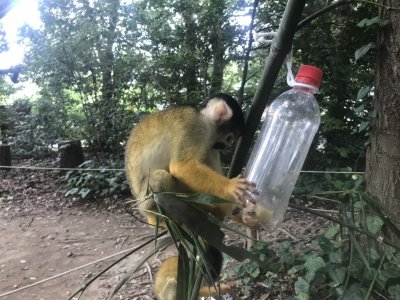 おやつを取りに来たリスザル