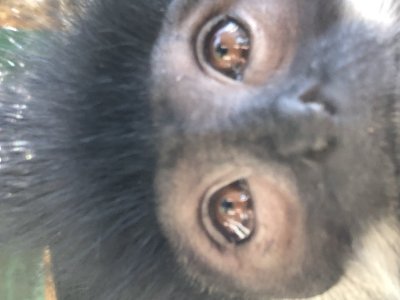 ドアップ