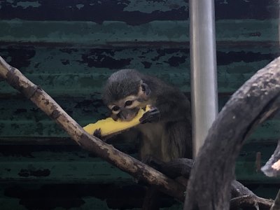 スイカみたいに食べる