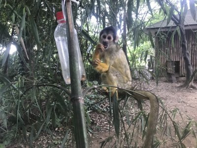 おやつを取りに来たハロ