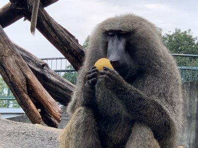 梨を食べるナン2