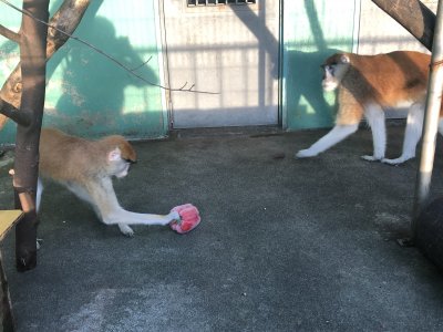 触る