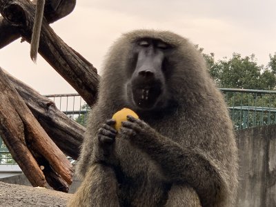 梨を食べるナン