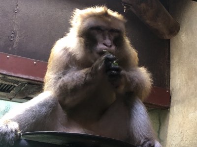 ウー